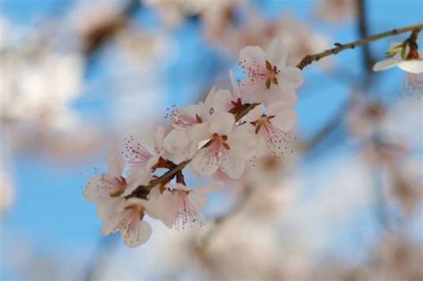 桃花煞|桃花劫（汉语词汇）